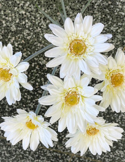 Silkkikasvi valkoinen Gerbera