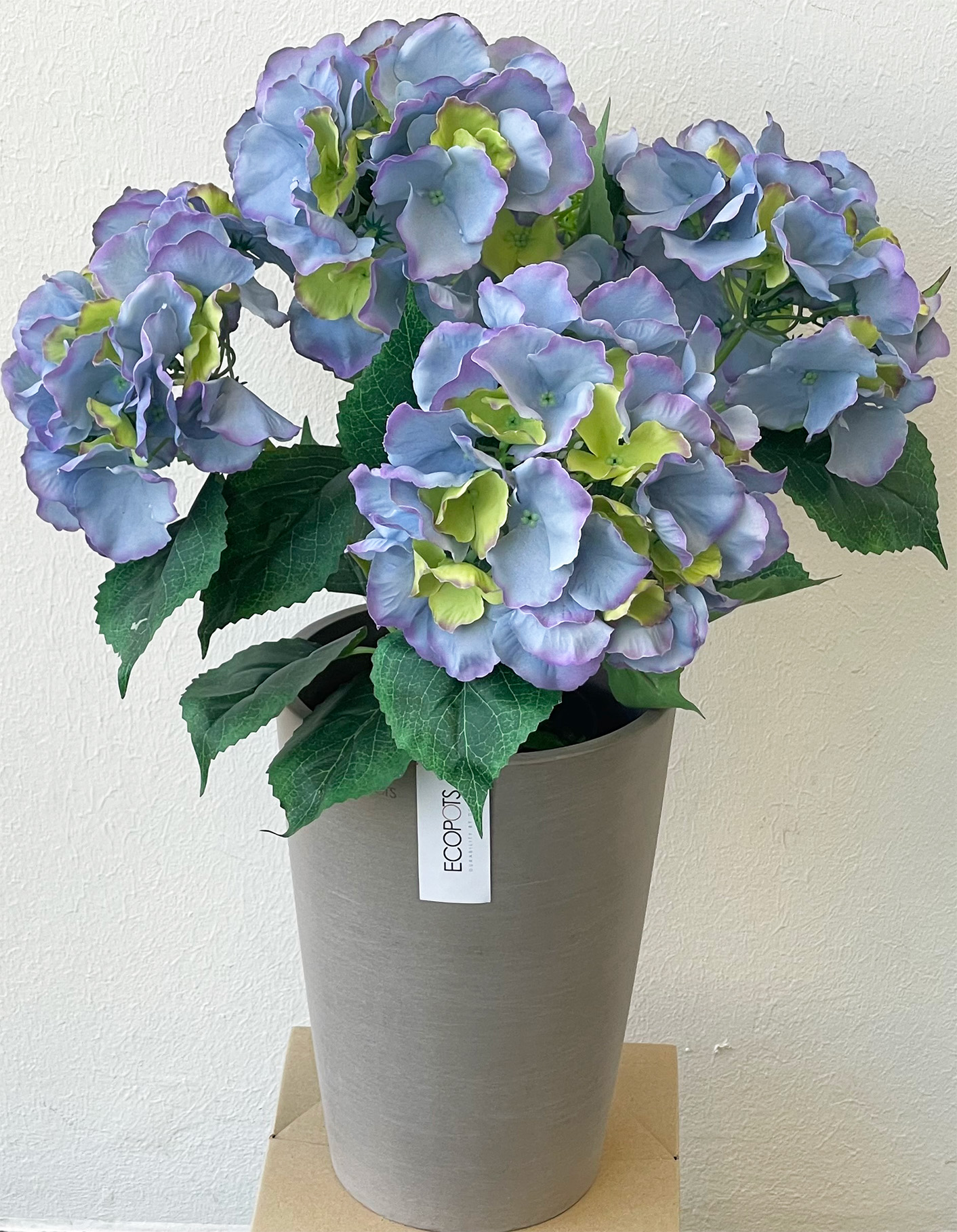anjasi-koriste-kasvi-3 Silkkikukka hortensia